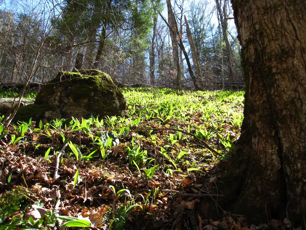Central Appalachia Food Heritage Project