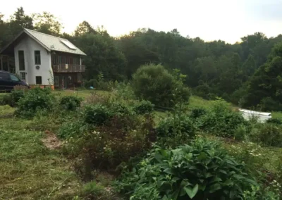 Edible Forest Garden