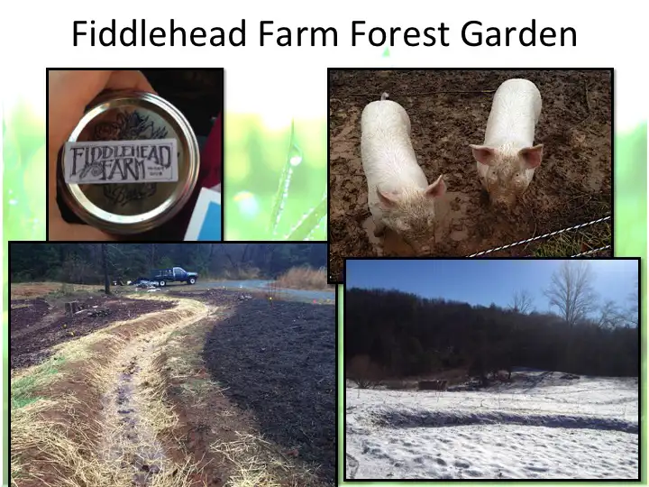 Edible Forest Garden