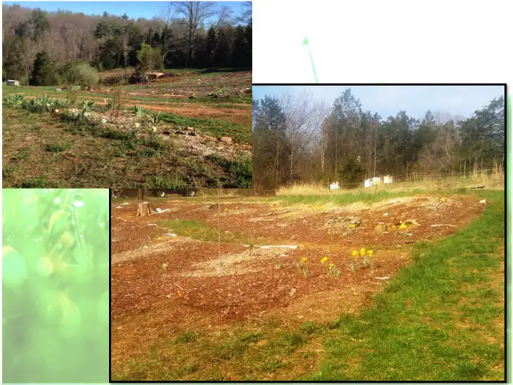 Edible Forest Garden