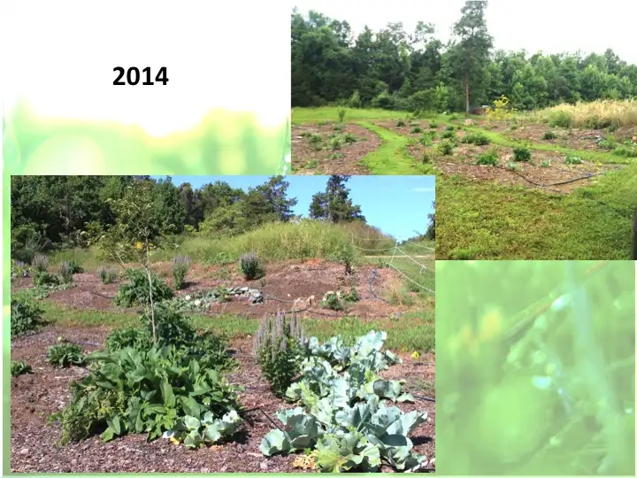 Edible Forest Garden