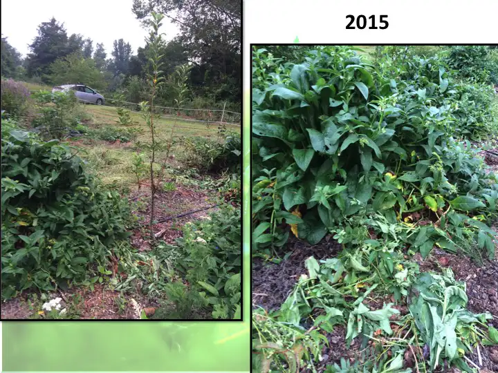 Edible Forest Garden