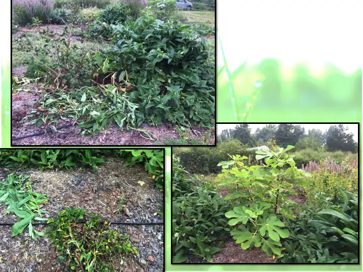 Edible Forest Garden