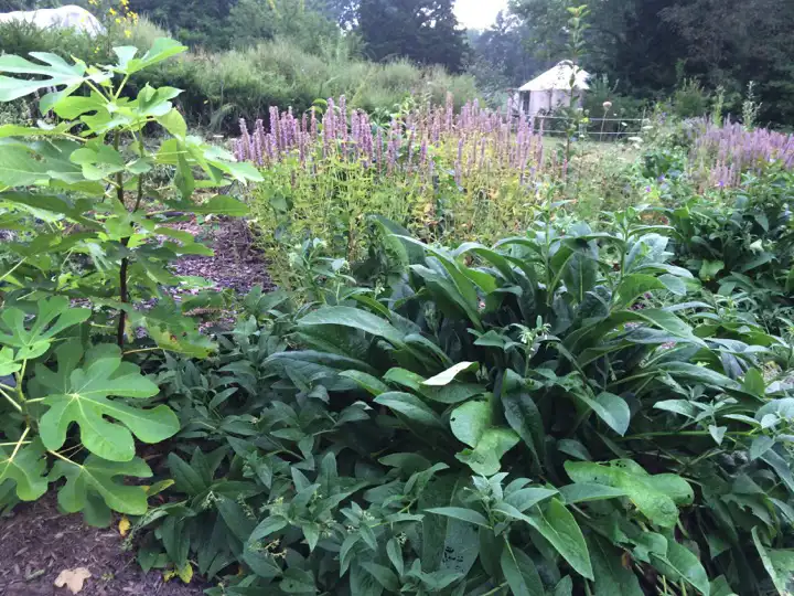 Edible Forest Garden