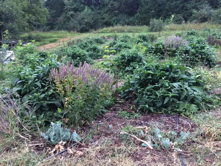Edible Forest Garden